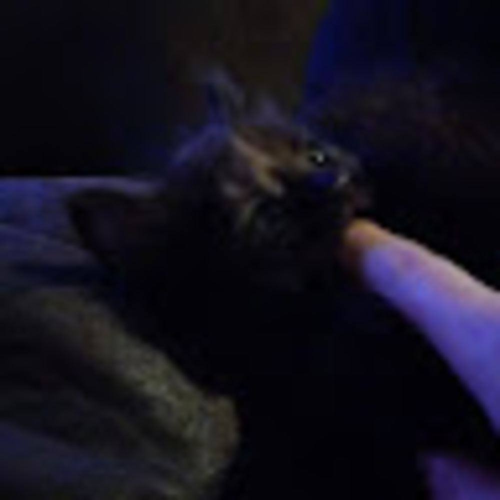 Meet your Posher, Iam